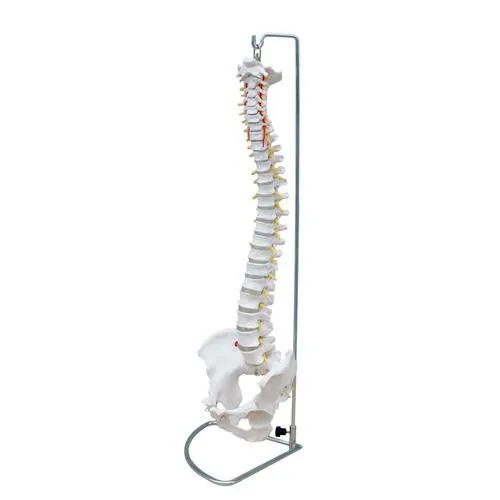 Anatomical Flexible Vertebral Column With Pelvis