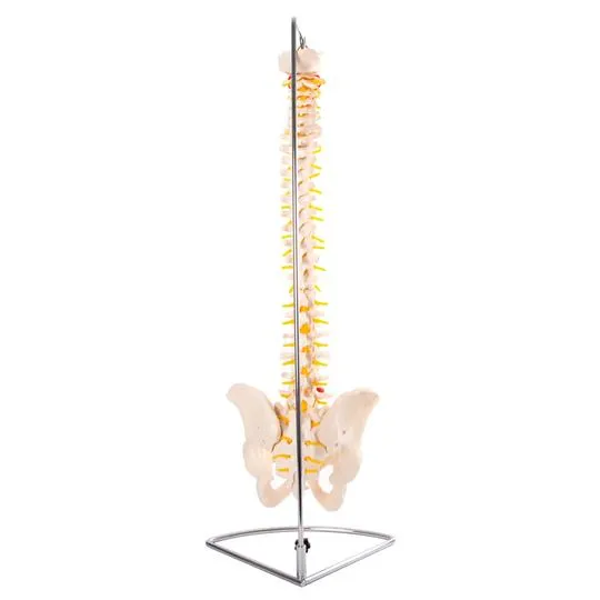 Anatomical Flexible Vertebral Column With Pelvis