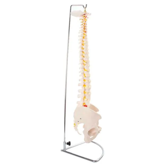 Anatomical Flexible Vertebral Column With Pelvis