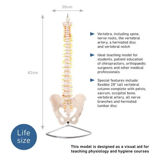 Anatomical Flexible Vertebral Column With Pelvis