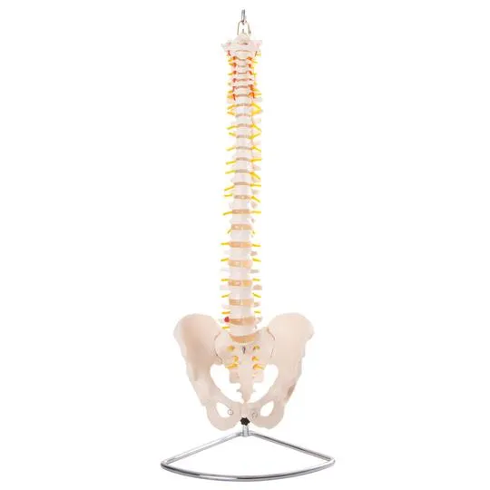 Anatomical Flexible Vertebral Column With Pelvis