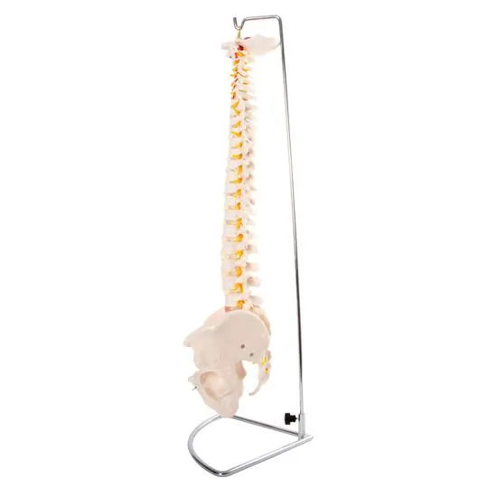 Anatomical Flexible Vertebral Column With Pelvis