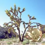 Range of Light - Joshua Tree - .25 fl oz